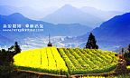 2015东阳东白山油菜花田