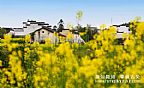 2015东阳白溪村东白山油菜花田